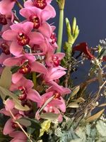 Cymbidium