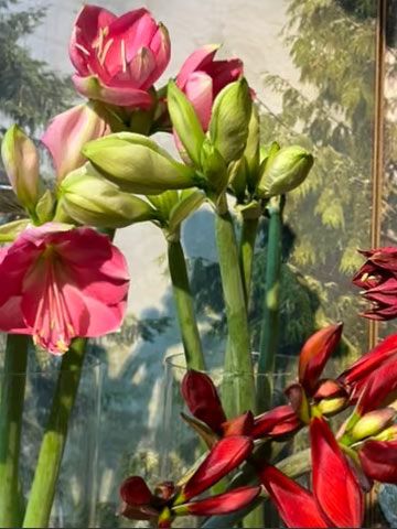 lange Amaryllis mit Kiefer
